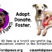 Donate For Animal Rescue